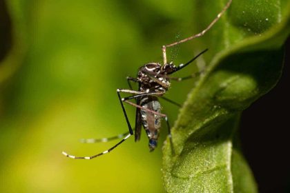 Devido a alta de casos, Governo criou um centro para monitorar dengue