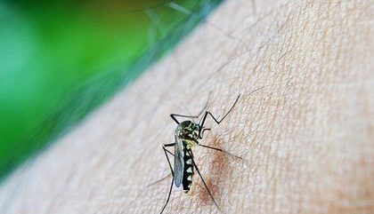 OMS prevê aumento do número de casos de dengue nas Américas