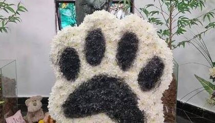 Especialistas ensinam o que fazer após morte de pet; enterrar no quintal gera multa de até R$ 500 mil