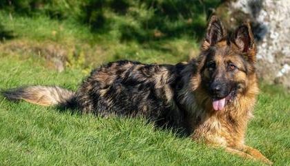 Altas temperaturas afetam o pet? Especialistas explicam como proteger o animal do calor