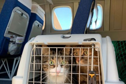Especialista analisa portaria da ANAC sobre transporte aéreo de pet
