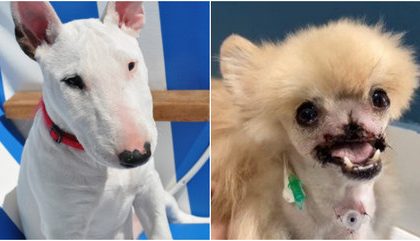 Bull terrier: saiba se a raça do cachorro que atacou o spitz alemão é realmente perigosa