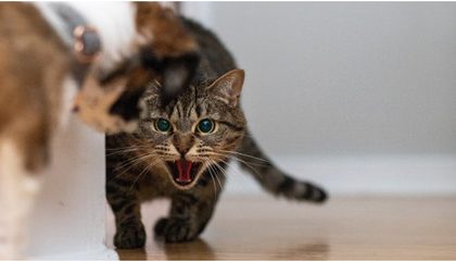 Esporotricose: casos da doença transmitida por gatos aumentam no Brasil e preocupam especialistas