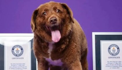 Cachorro mais velho do mundo morre aos 31 anos em Portugal