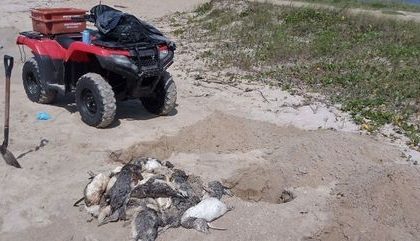 Mais de 300 pinguins são achados mortos em praias de Santa Catarina
