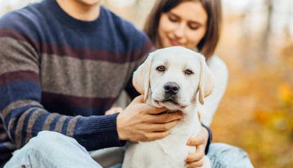 Acariciar Pets Diminuem Os Niveis Dos Hormonios Do Estresse 13112023155815055