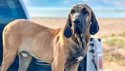 Especialista Diz Que Cao Da Raca Fila Brasileiro Tem A Mordedura Mais Forte Do Mundo 16112023151104705