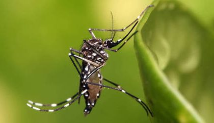 Aedes Aegypti 04052023110456383