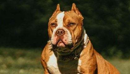 American Bully Xl 15092023164938700