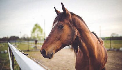 Cavalo 23112023185752731