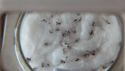R7rio 012020 Dengue 16012020153145023