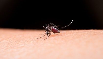 Dengue 23012024160334696
