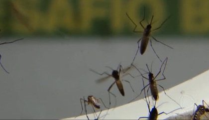 Brasil Registra Quase 1 Milhao De Casos Provaveis De Dengue Desde O Inicio Do Ano 27022024213116998