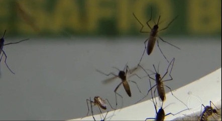 Brasil Registra Quase 1 Milhao De Casos Provaveis De Dengue Desde O Inicio Do Ano 27022024213116998