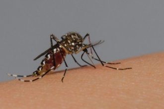 Mosquito Da Dengue 14022024162156522