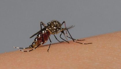 Mosquito Da Dengue 14022024162156522