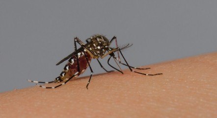 Mosquito Da Dengue 14022024162156522